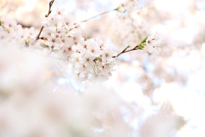 特写摄影白色的樱花
